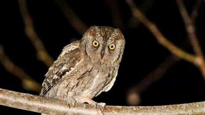 Eurasian Scops Owl