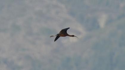 Glossy Ibis