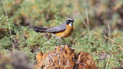 White-throated Robin
