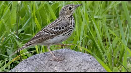 Tree Pipit
