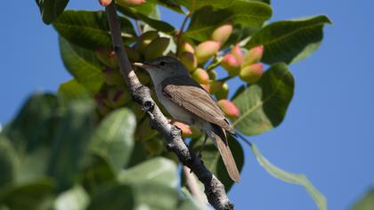 Upcher`s Warbler