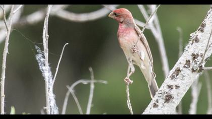 Common Rosefinch