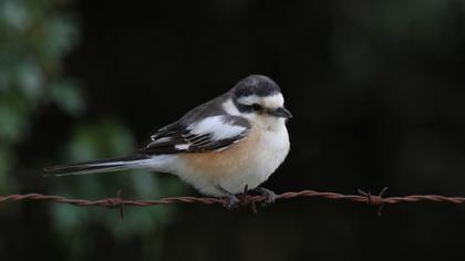 Masked Shrike