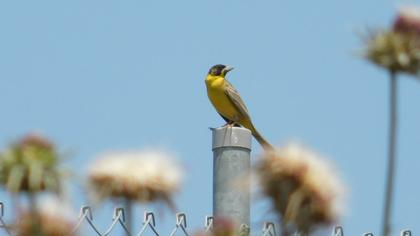 Black-headed Bunting