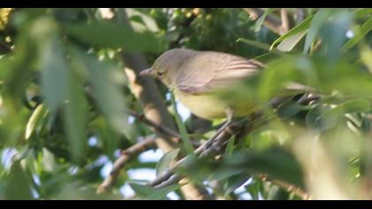 Icterine Warbler