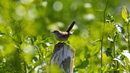 Cetti`s Warbler