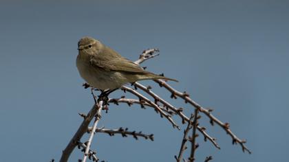 Willow Warbler