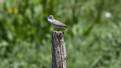 Common Whitethroat