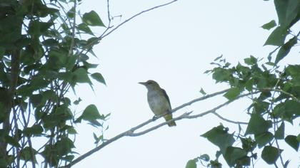 Eurasian Golden Oriole