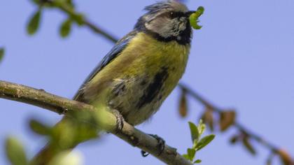 Eurasian Blue Tit