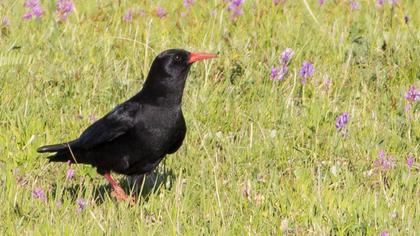 Red-billed Chough
