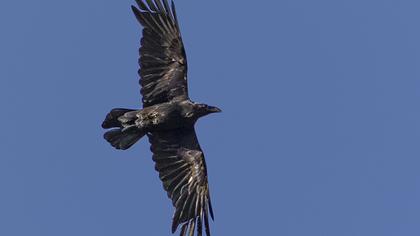 Northern Raven