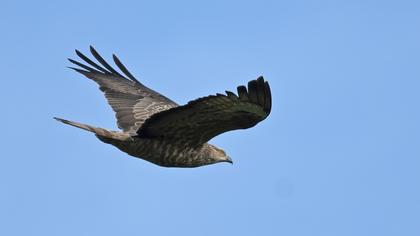 European Honey Buzzard