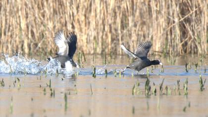 Eurasian Coot