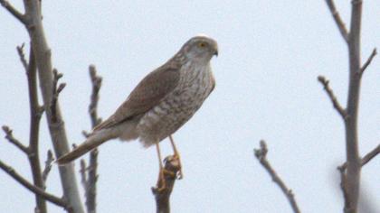 Eurasian Sparrowhawk