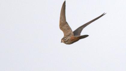 Eurasian Hobby