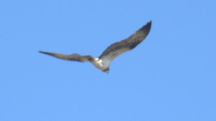 Western Osprey