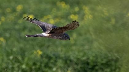 Hen Harrier