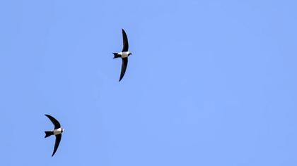 Alpine Swift