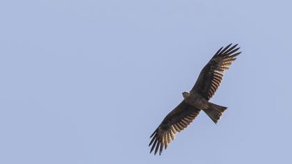 Black Kite