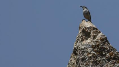 Western Rock Nuthatch