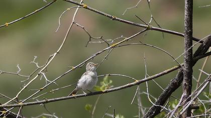 Eastern Olivaceous Warbler