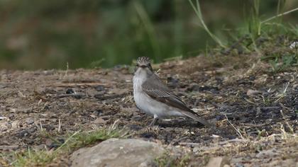 Spotted Flycatcher