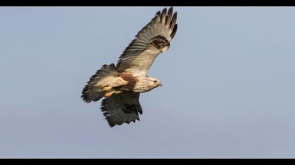 Rough-legged Buzzard