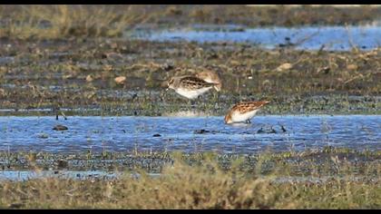 Broad-billed Sandpiper