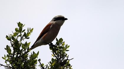 Red-backed Shrike