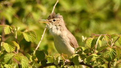 Eastern Olivaceous Warbler