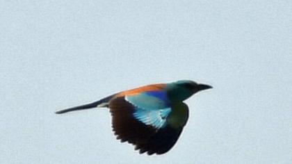 European Roller