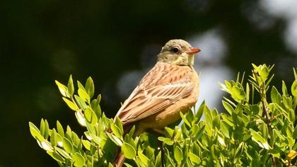 Ortolan Bunting