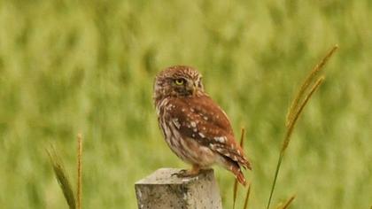 Little Owl