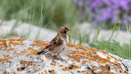 Eurasian Crimson-winged Finch
