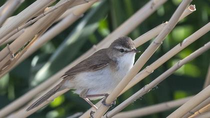 Paddyfield Warbler