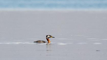 Red-necked Grebe