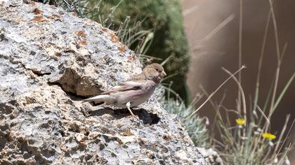Mongolian Finch