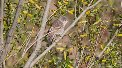 Barred Warbler