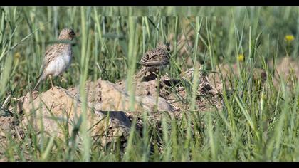 Eurasian Skylark