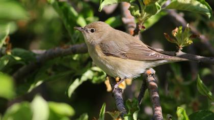 Garden Warbler