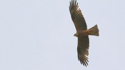Black Kite