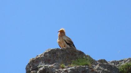Egyptian Vulture