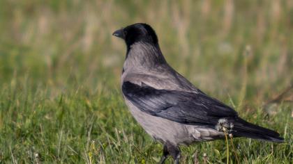 Hooded Crow