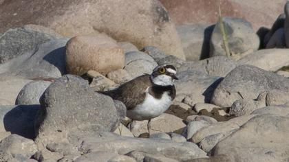 Little Ringed Plover