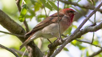 Common Rosefinch
