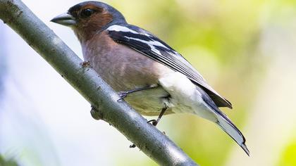Common Chaffinch
