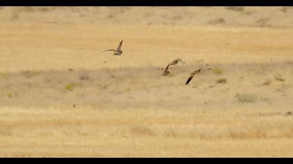 Pin-tailed Sandgrouse