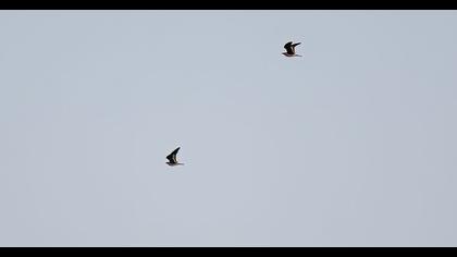 Cream-colored Courser