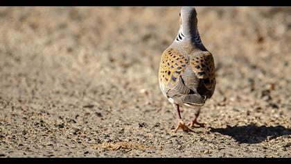 European Turtle Dove